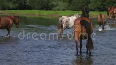美丽的棕马在河边吃草，在水上散步，天气晴朗